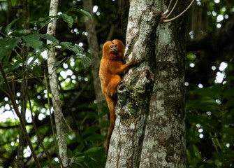 Mico Le&atilde;o Dourado