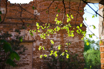 Branch with green leaves on the background of an old bricks wall