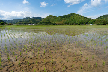 Obraz premium 日本の水田