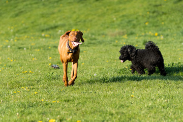 Two dogs play together on a green meadow, one is a poodle and the other is a Hungarian pointer