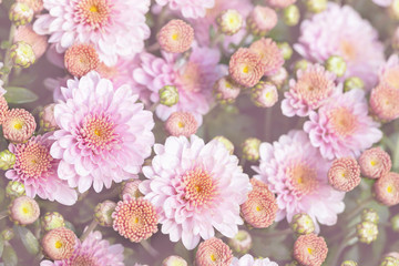 Beautiful close-up natural soft pink peach chrysanthemum flower background. Spring floral blossoming plant pastel colored bakckdrop. Nature garden blooming autumn or spring decor. Vintage toned