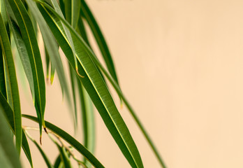 Palm leaves partially filling the space