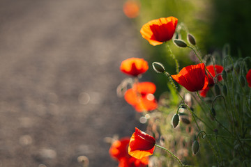 Flanders poppy