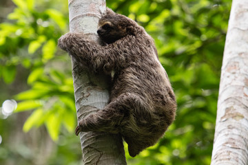 Sloth climbing tree