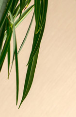 Palm leaves partially filling the space