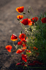 Flanders poppy