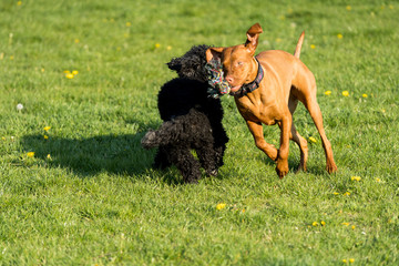 Two dogs play together on a green meadow, one is a poodle and the other is a Hungarian pointer