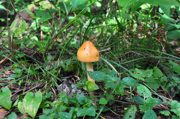 A little honey mushroom with a bright orange hat in the grass