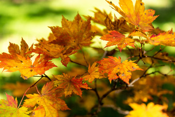 Fall colors