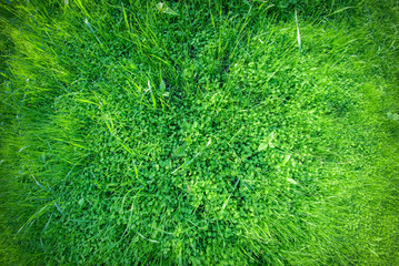 Green lawn grass texture background.