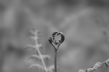 poppy seed head fern