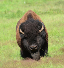 close up of full frontal view of an american bison bull in the grasslands of custer state park in the black hills of south dakota 