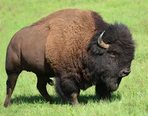 Poster close-up van een prachtige Amerikaanse bizon in de zomer in Custer State Park, South Dakota © Nina