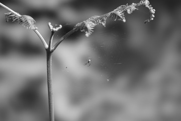 Fototapeta premium fern with spider
