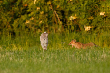 Kaninchen flüchtet vor dem Fuchs