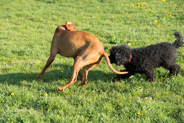 Two dogs play together on a green meadow, one is a poodle and the other is a Hungarian pointer