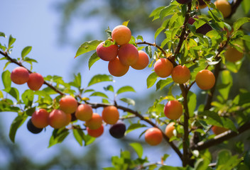 Fruit on the tree