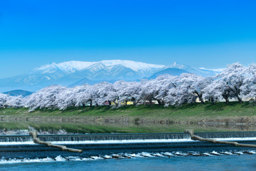 日本　早朝で青空の白石川堤一目千本桜