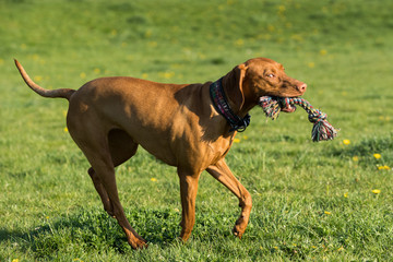 The Hungarian pointer is wonderfully retrieving retrieves during the afternoon sunny training.