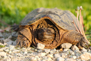 Common Snapping Turtle (Chelydra serpentina) on yard closeup 