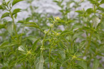 Fototapeta premium Basil