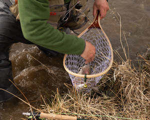 Obraz premium A man out fly fishing on a western trout stream.