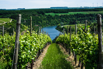 Fototapeta na wymiar vineyard in the summer