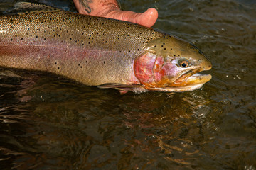 Rainbow trout release back into the wild