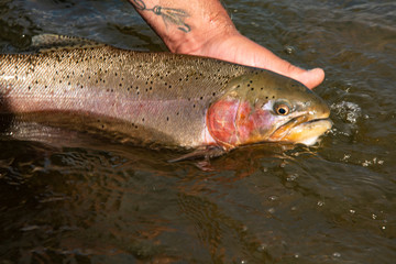 Rainbow trout release back into the wild