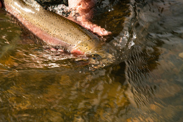 Rainbow trout release back into the wild