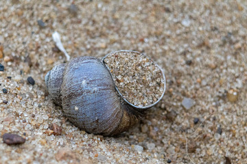 shell on the sand