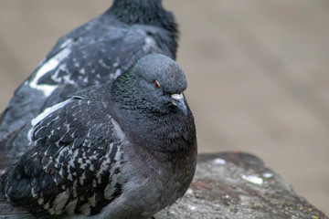 close up of a pigeon