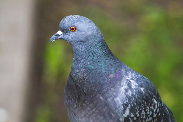 close up of a pigeon