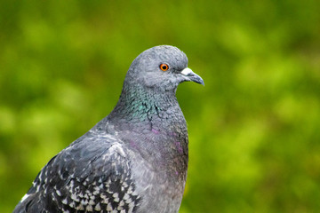 close up of a pigeon
