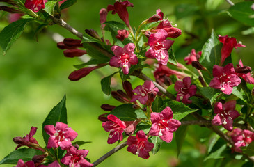 Flowering Weigela Bristol Ruby. Selective focus and close-up of beautiful bright pink weigela flowers against evergreen in ornamental garden. Flower landscape for nature wallpaper.