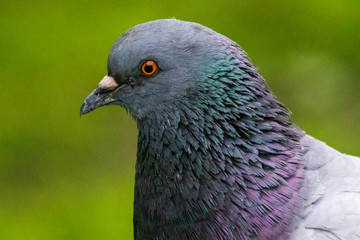close up of a pigeon