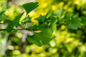 Ginkgo tree (Ginkgo biloba) or gingko with brightly green new leaves against background of blurry yellow foliage. Selective close-up. Fresh wallpaper nature concept. Place for your text