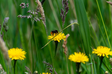 Bumblebee collecting nectar from a yellow hawk-weed flower