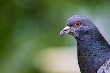 close up of a pigeon