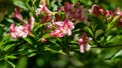 Fototapeta na wymiar Flowering Weigela hybrida Rosea. White and pink weigela flowers on blurry green background. Flower landscape for nature wallpaper. Close-up selective focus with place for your text.