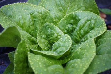 Buttercrunch Lettuce