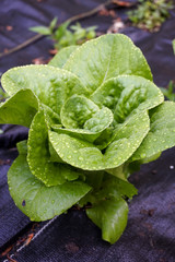 Buttercrunch Lettuce