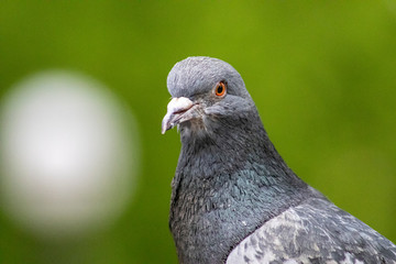 Fototapeta premium close up of a pigeon