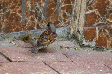 Naklejka na ściany i meble sparrow on the ground