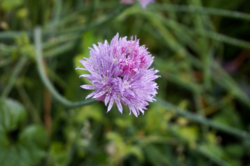 Chive Bloom