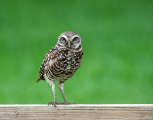 Burrowing owl with white spotted brown feathers, long legs, and bright yellow eyes is standing on a wooden fence against a blurred green background.