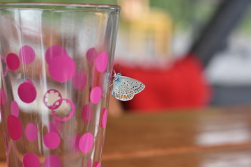 abandoned little blue butterfly sitting on a pink glass