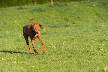 Hungarian Pointer is a thoroughbred bitch. Light brown and fairly short coat.