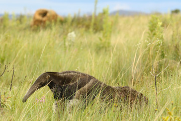Anteater flag animal typical of Brazilian fauna