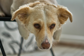 A white dog with a brown nose and red ears. Good face. Ears hang down. Sadness and devotion in the eyes.